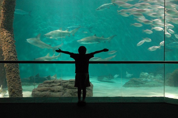 audubon aquariu...